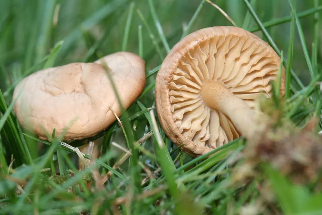 Marasmius