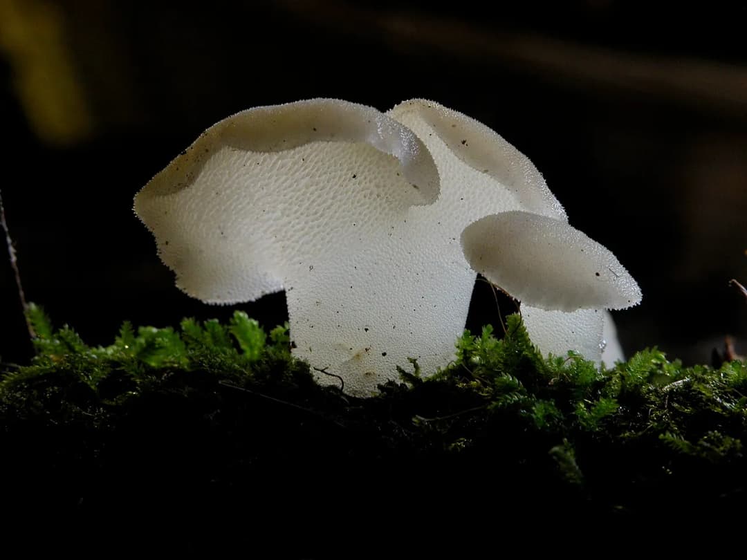 Pseudohydnum