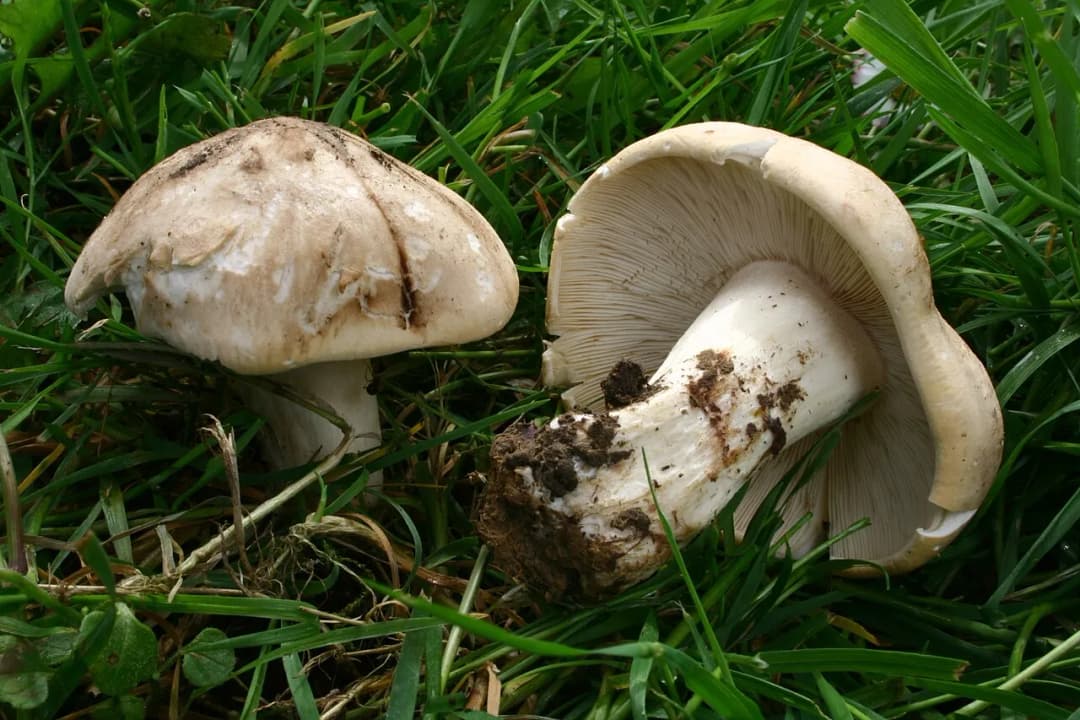 Calocybe