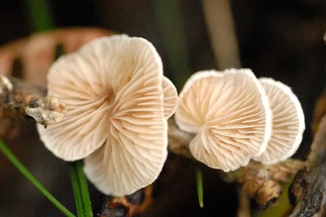 Crepidotus
