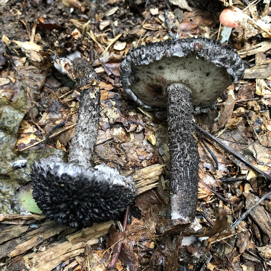 Strobilomyces