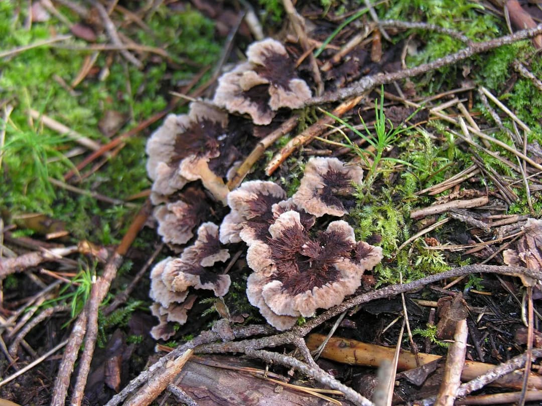 Thelephora