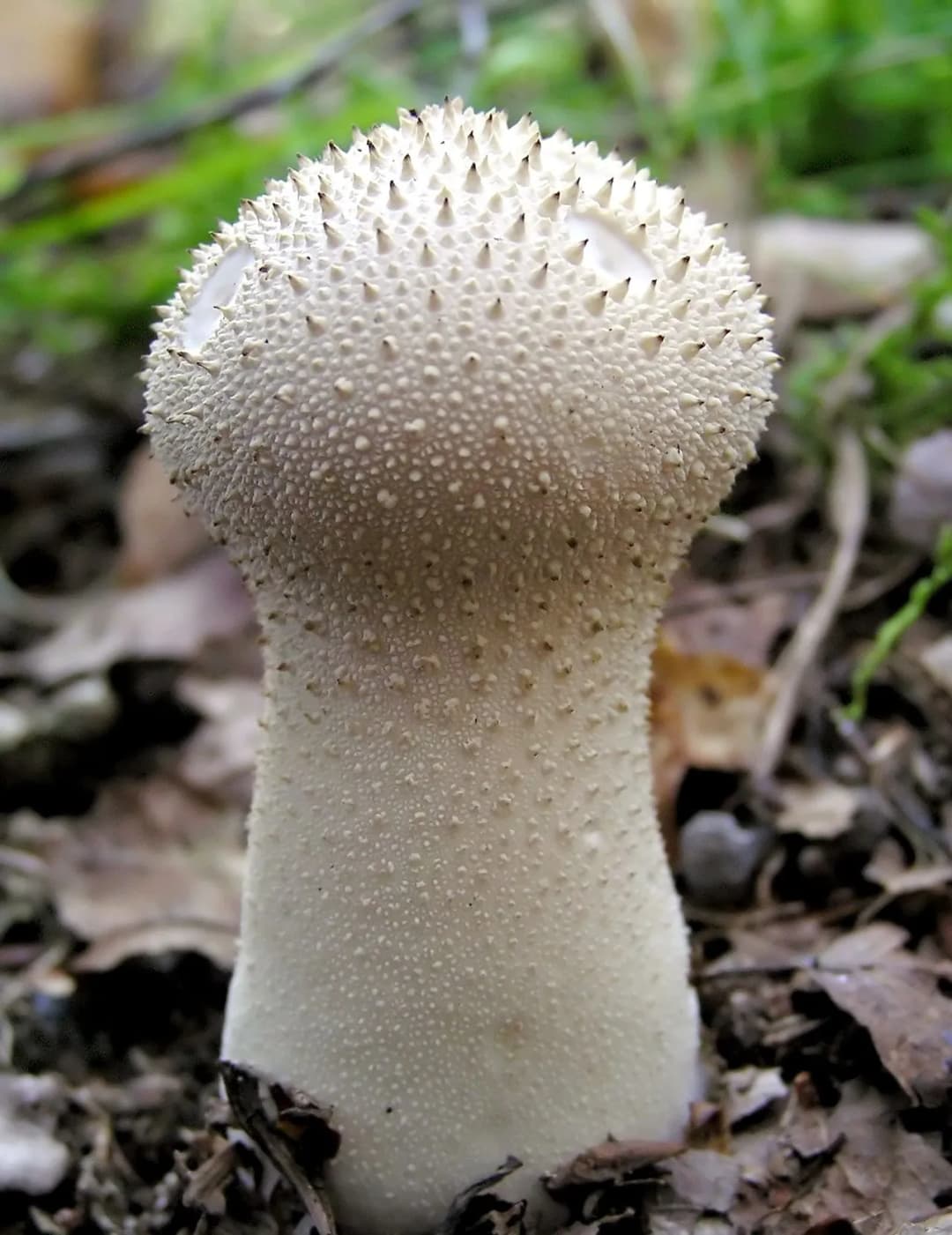 Lycoperdon