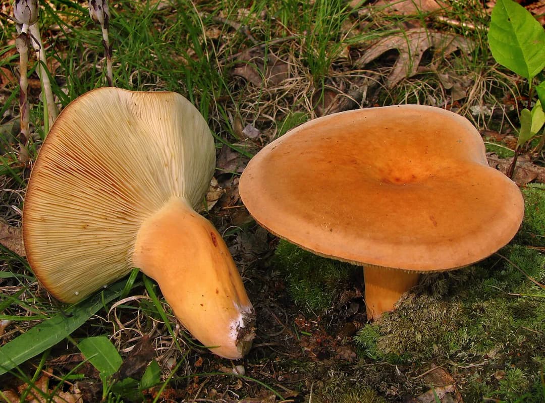 Lactifluus