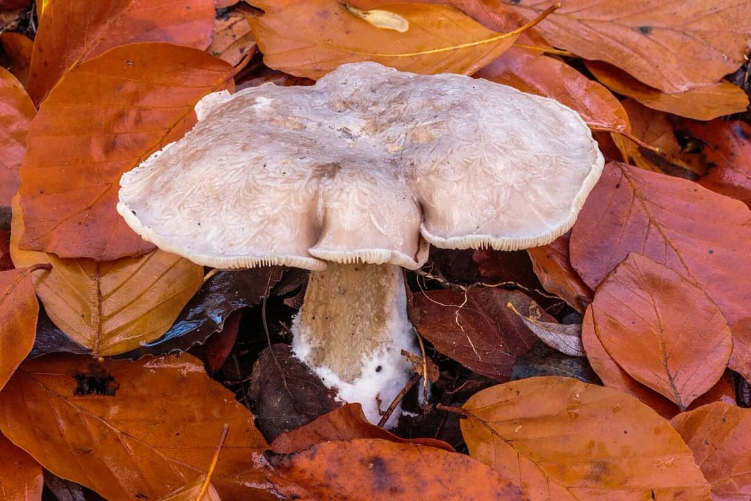Clitocybe