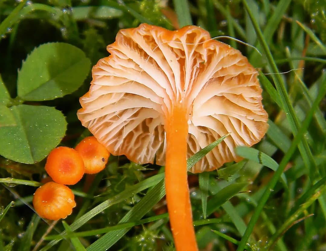 Rickenella