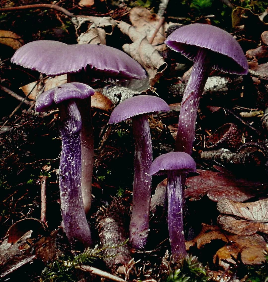 Laccaria