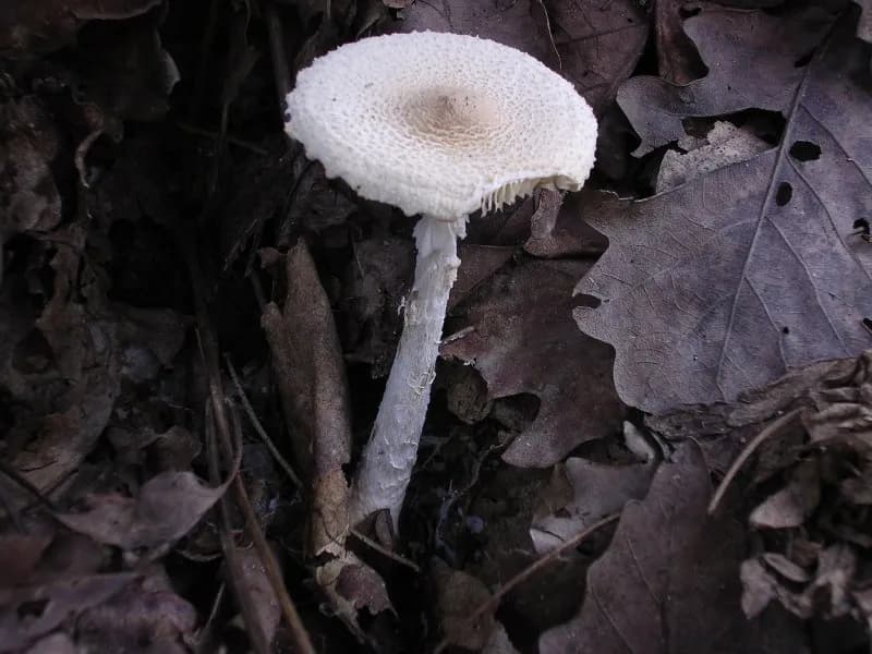 Lepiota