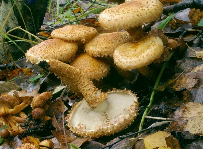 Pholiota