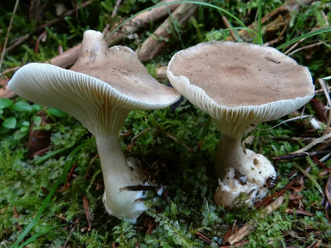 Ampulloclitocybe