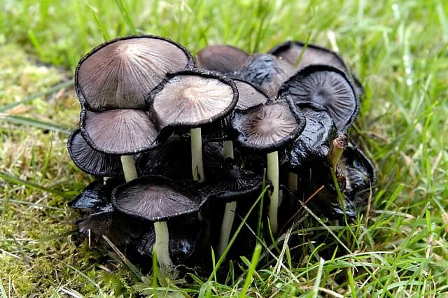 Coprinopsis