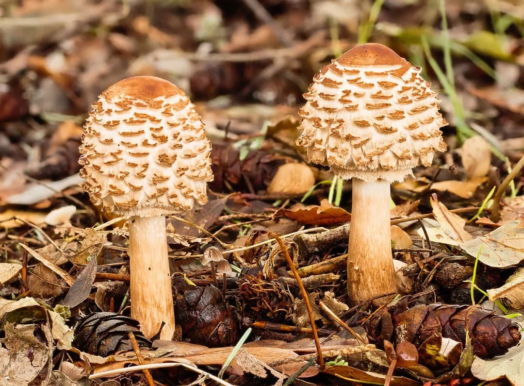 Chlorophyllum