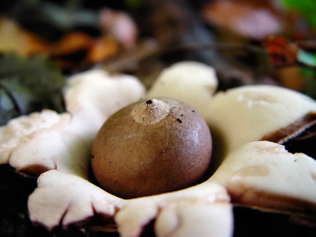 Geastrum