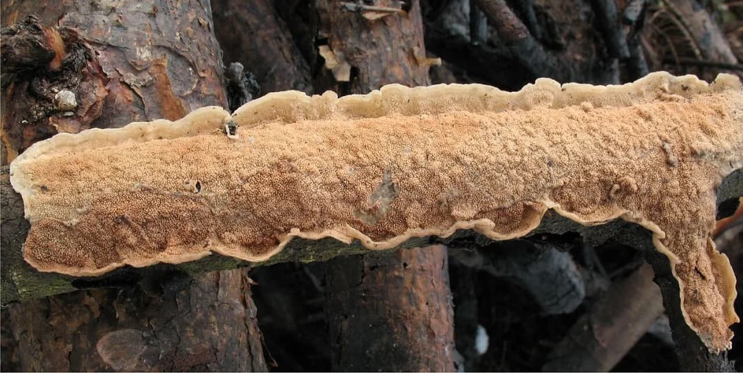 Byssomerulius