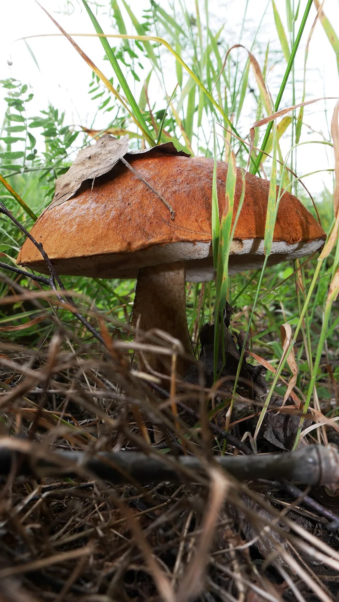 Leccinum