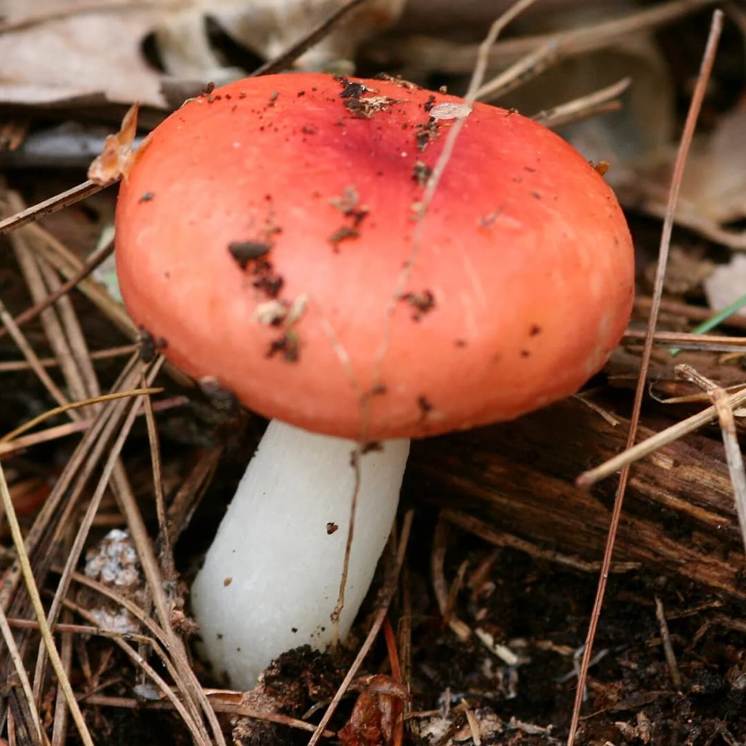 Russula
