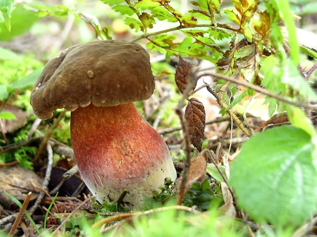 Neoboletus