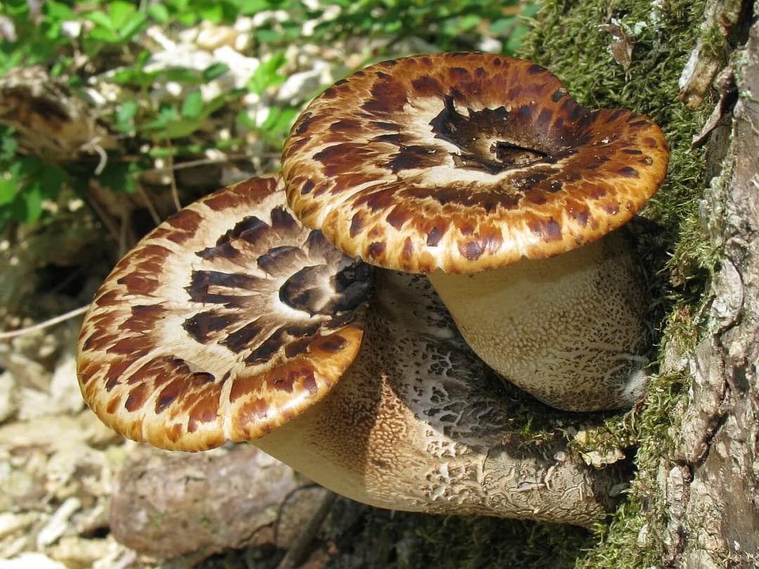 Cerioporus