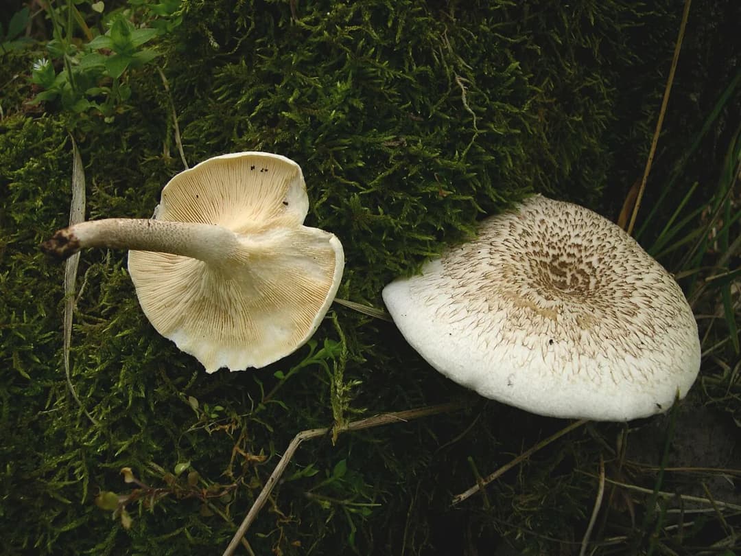 Lentinus
