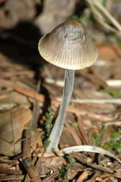 Mycena