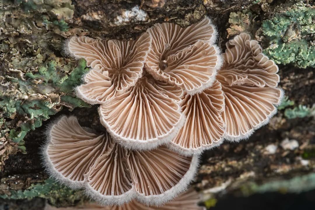 Schizophyllum