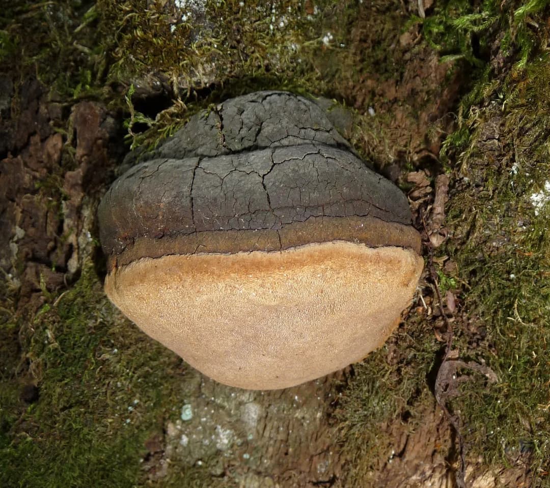 Phellinus