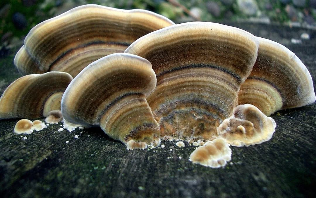 Trametes