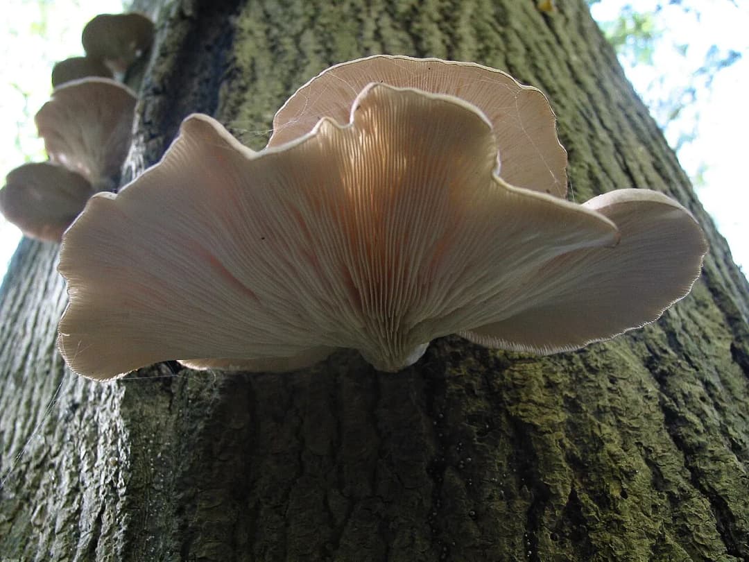 Pleurotus