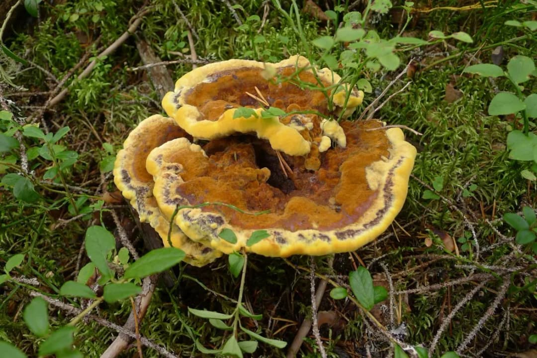 Phaeolus