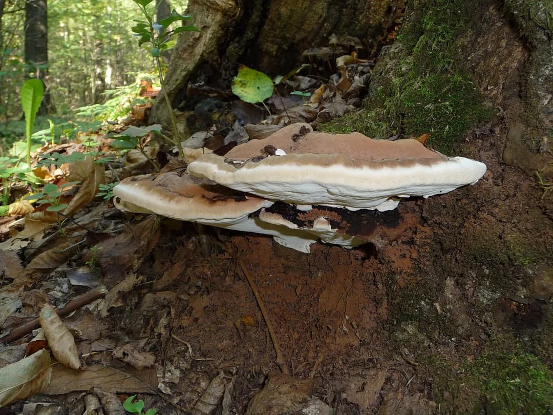 Ganoderma