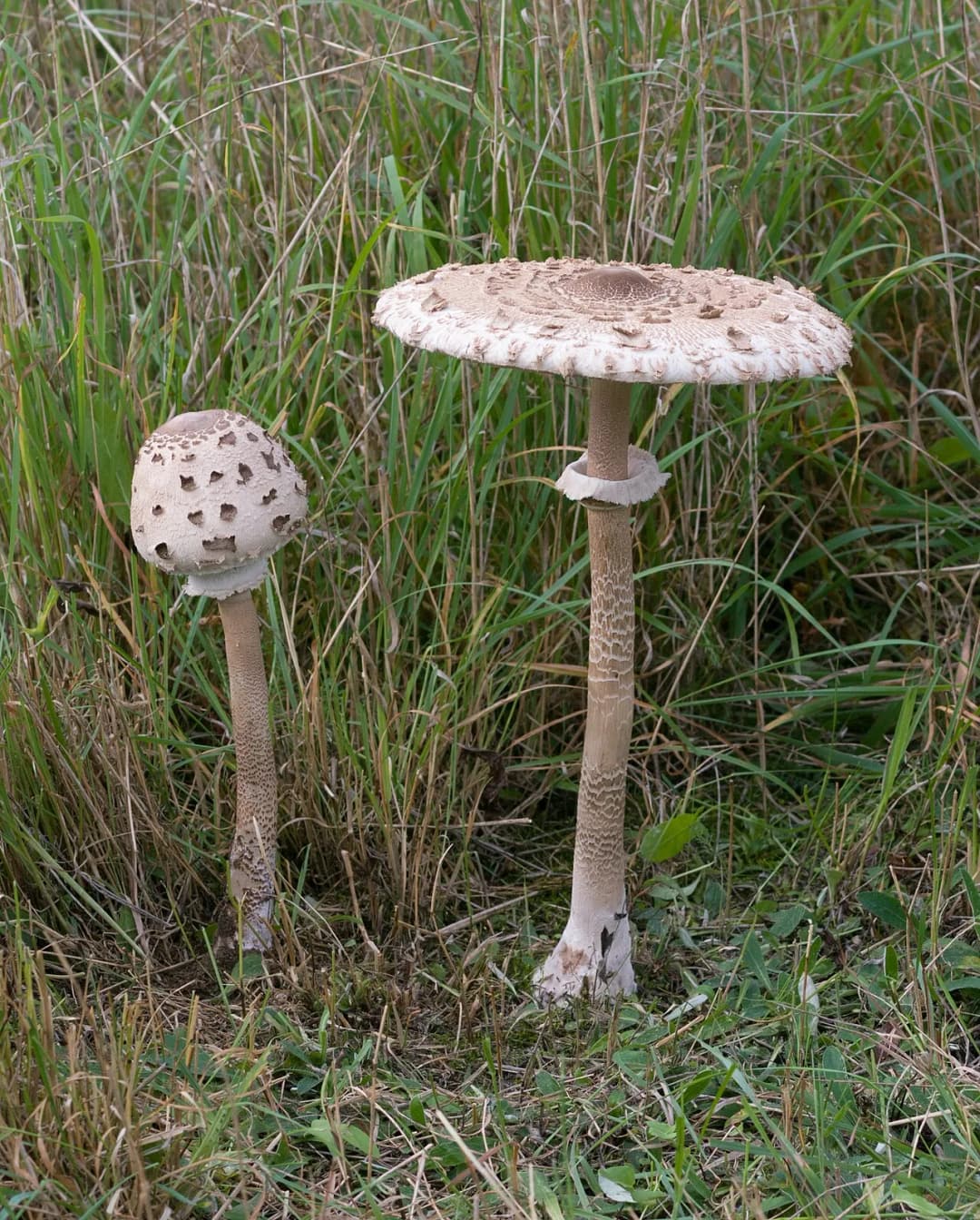 Macrolepiota