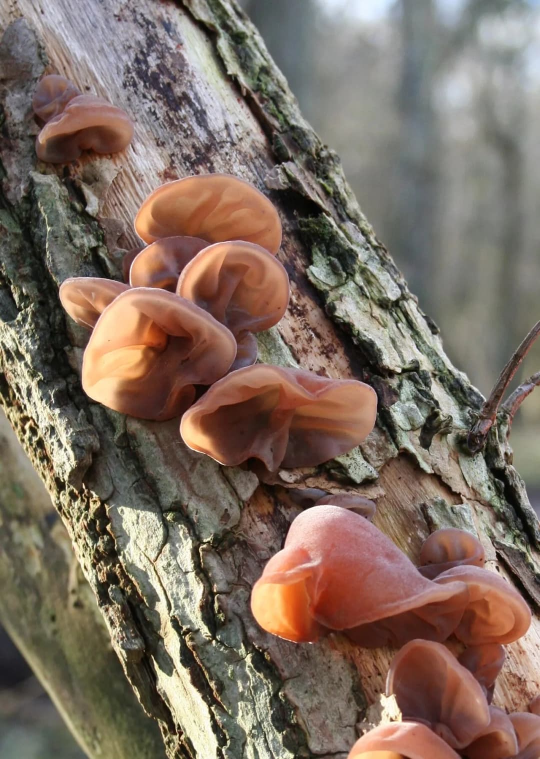 Auricularia