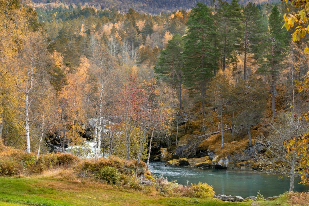Norwegia: prawo do wędrowania i zbierania