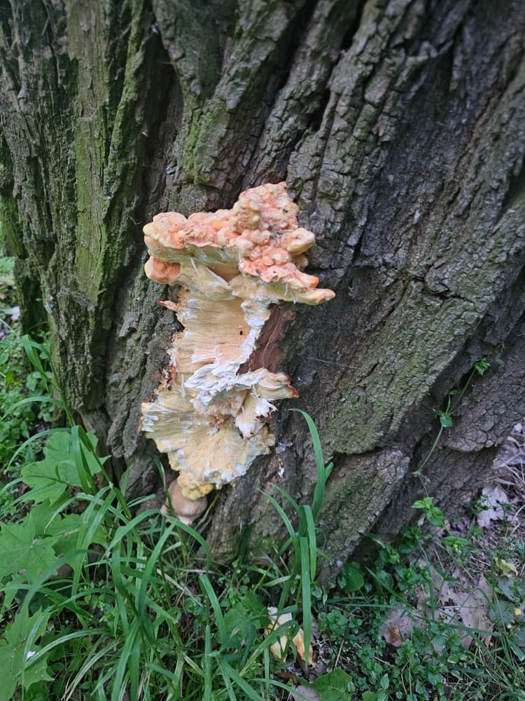 Laetiporus sulphureus
