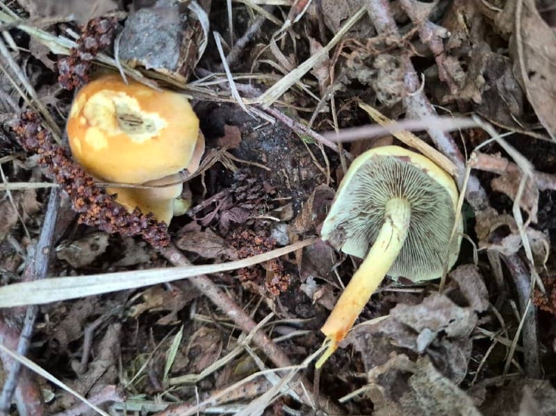 Hypholoma fasciculare