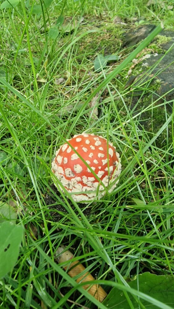 Amanita muscaria
