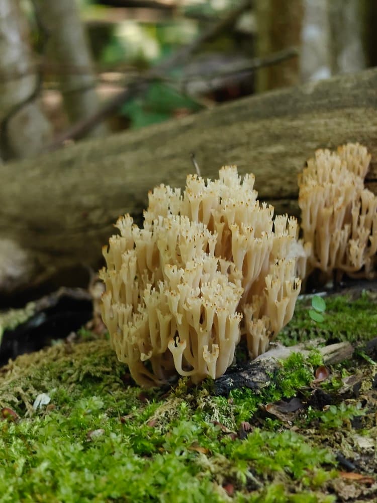 Artomyces pyxidatus