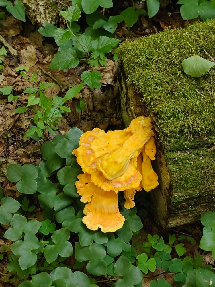 Laetiporus sulphureus