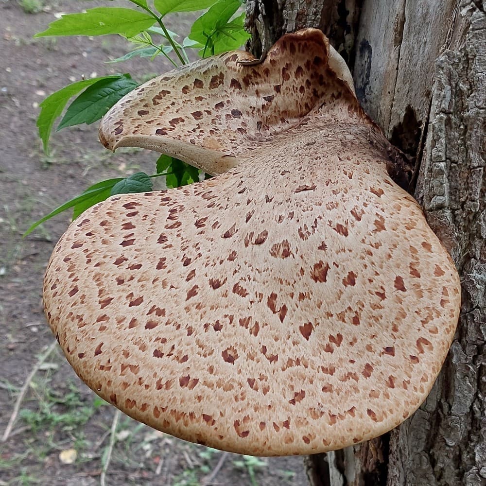 Polyporus squamosus