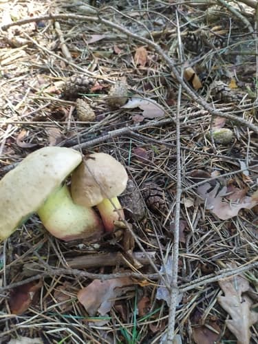 Gorzkoborowik żółtopory