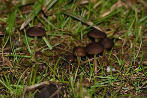 Strobilurus