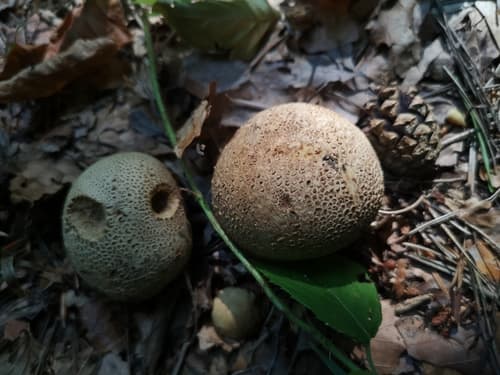 Sclerodermataceae