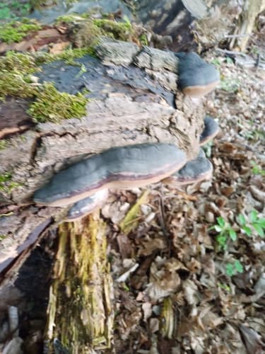 Czyreń ogniowy