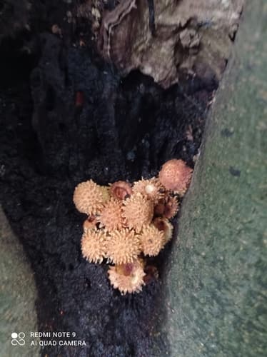 Pholiota