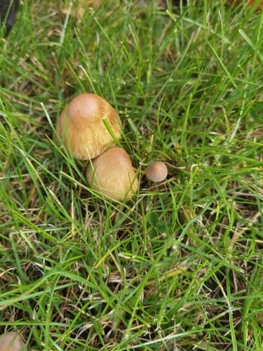 Pieczarkowce