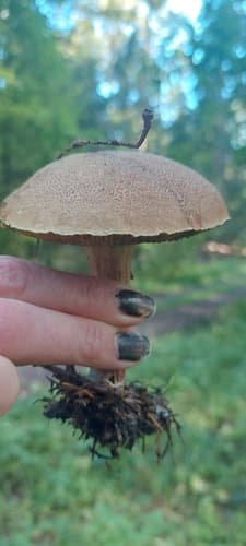 Borowikowate