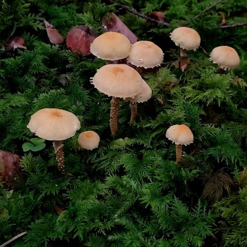 Ziarnówka ochrowożółta