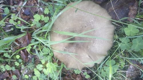 Pieniążnica szerokoblaszkowa