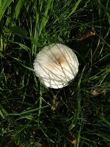 Agaricineae