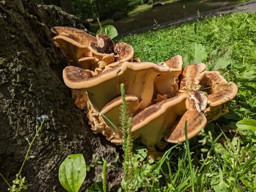 Wachlarzowiec olbrzymi